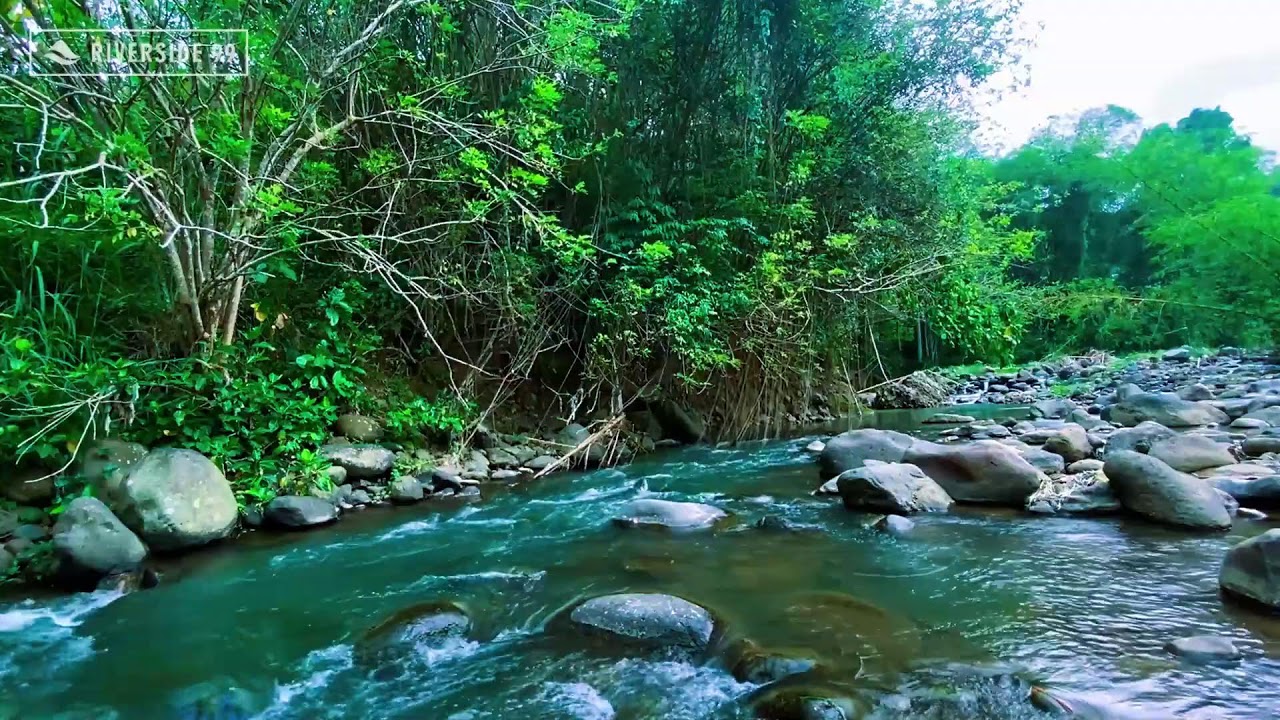 LIVE River Sounds for Sleeping 24/7 | Steady Water Flow for Stress Relief and Calm