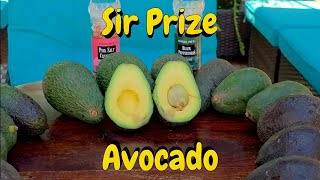 Sir Prize 🥑Avocado🥑 Taste Test