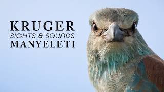Nature Therapy: Kruger National Park & Manyeleti (4K)