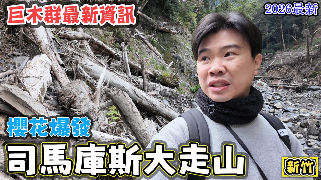 【司馬庫斯大走山】2026 上帝的部落絕美巨木群！櫻花大爆發   (下)
