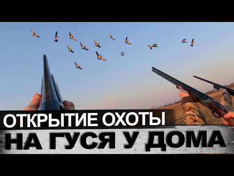 Охота на гуся открытие охоты