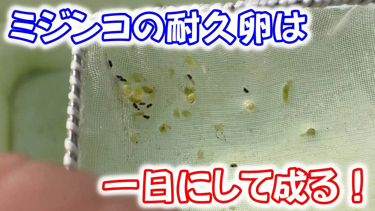 【めだか】一夜にしてミジンコの耐久卵が出来た方法は・・・。Ｂ型おやじ　2026年　2月　24日　投稿