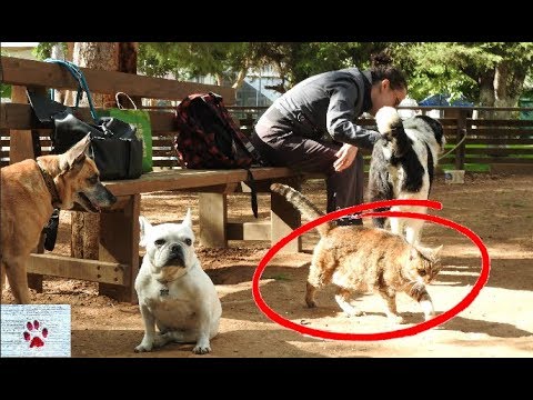 Stray cat crashes dog park and feels right at home