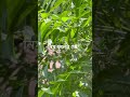 Neem Fuler Mou! #shortsviral #neemflower #everyone #foryou #viralshorts #naturelovers #coolshorts