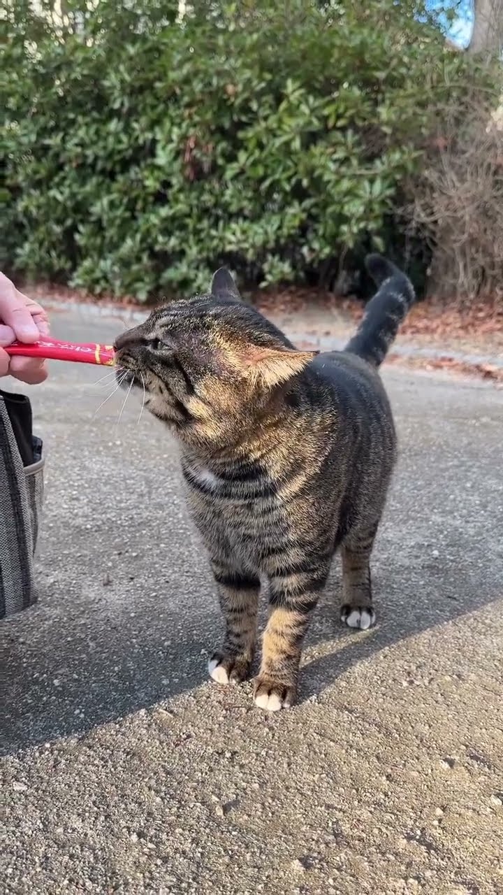 Top #cat #chatonmignon