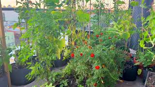 A Garden in the Sky | Tour This $995K Long Island City Penthouse | NYC Condo Tour: 37-28 30th St #7B