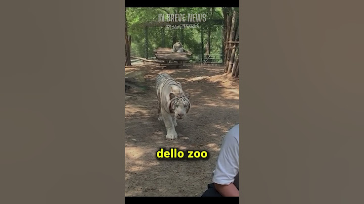 TIGRE RIMANE SENZA PREDA