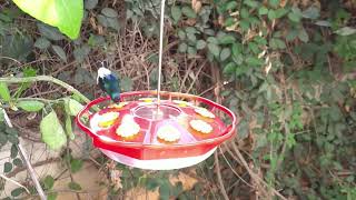 Colibri01