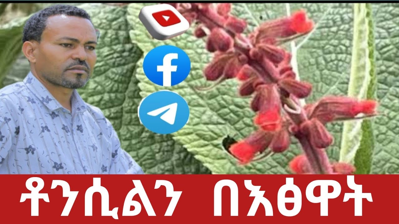 የቶንሲል ህመምን በእፅዋት ማከም