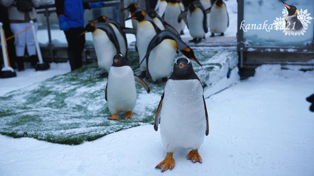 旭山動物園 仔ペンギン48番・49番のお散歩－遠く迄行きました！
