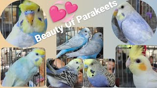 Beautiful Parakeets Dominant Pied Spangle Rainbow Follow Vio Lutino