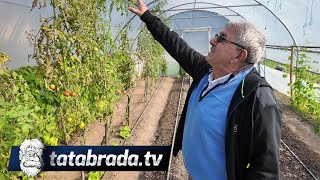 Kod NEZIRA paradajz raste kroz krov plastenika Information