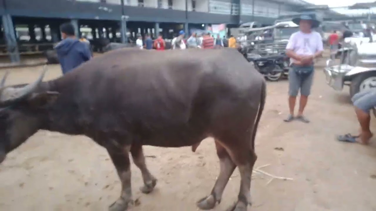 Kalabawan 2026. (Jan.2, 2026) 