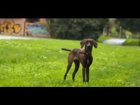 Video: Grandi regali per gli amanti dei cani: Labrador Edition