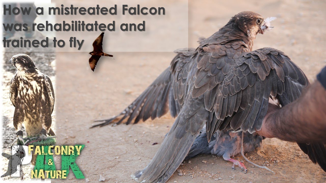 How a mistreated falcon was trained and rehabilitated | Falcon Training ...