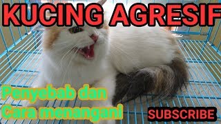 kucing AGRESIF dan GALAK , penyebab dan cara menanganinya