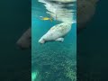 Savoring the final moments of manatee season at the springs – just 5 weeks left to soak in the magic