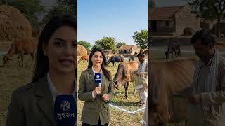 ખેડુતે બનાવ્યુ પશુ ચારવાનું યંત્ર #animals #farming #jugaad #technology #shortnews #viral