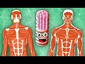 Every Human Muscle! | KLT Anatomy