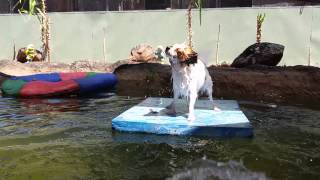 Whisper the Papillon on her pond floaty having a ball by Narelle Robinson 17 views 9 years ago 52 seconds
