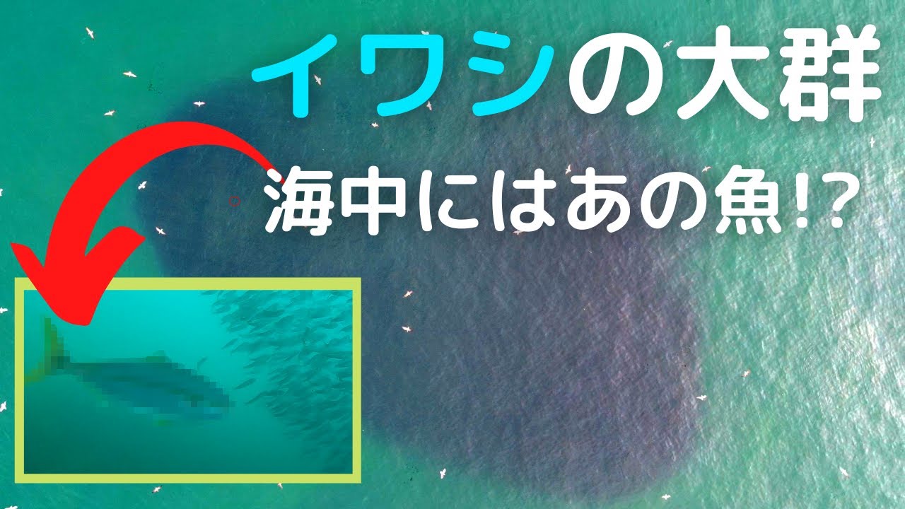 北海道でアナゴ ハモ を釣って食べる カッター1本で絶品料理に変身 Youtube