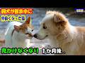ウチの犬が散歩中に仲良くなった野良猫。見かけなくなり一か月後、飼犬が見つけた猫を見てその姿に衝撃【猫の不思議な話】【総集編】