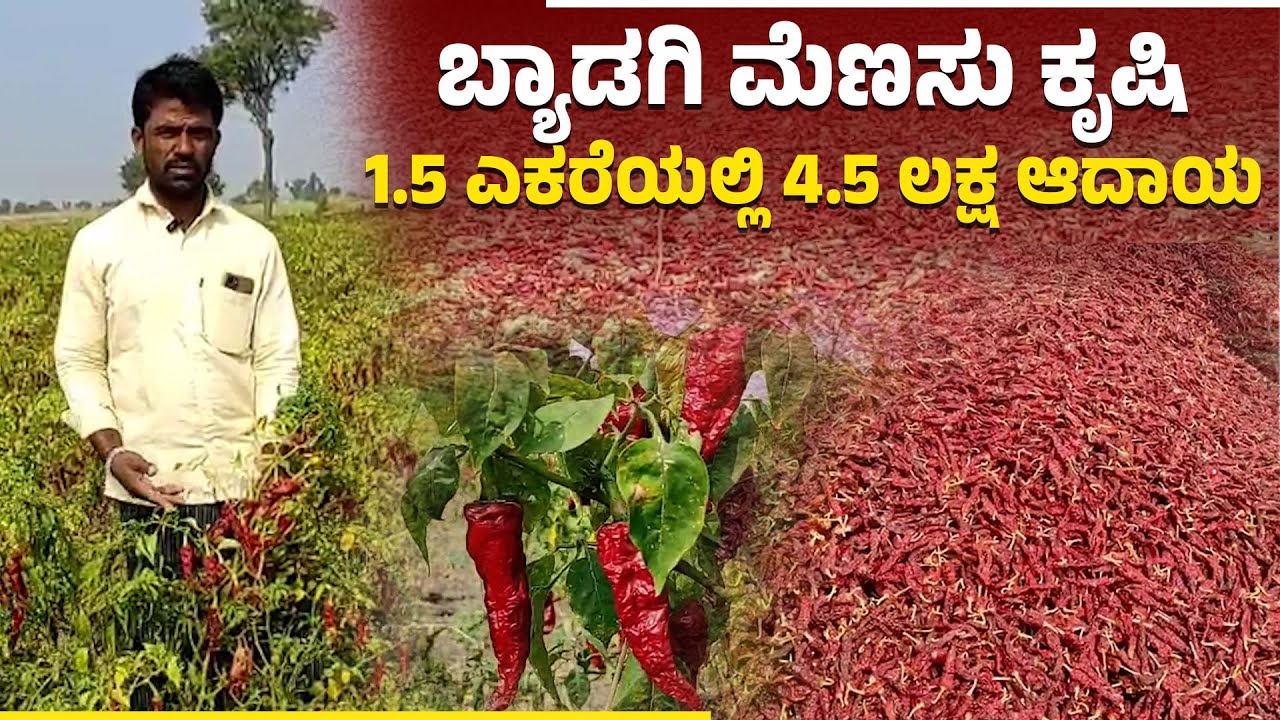 ಕೊಪ್ಪಳ: ಬ್ಯಾಡಗಿ ಮೆಣಸು ಕೃಷಿ :ಕಡಿಮೆ ಜಗದಲ್ಲಿ ಅಧಿಕ ಲಾಭ | yadagi Chilli Cultivation | High Profit Farming