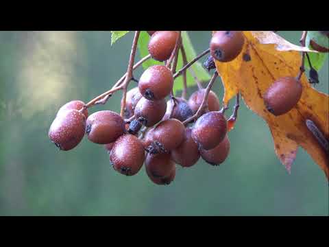 Video: Sorbus latınca nə deməkdir?