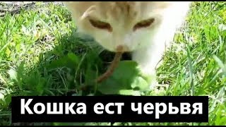 Кошка ест дождевого червяка. Жизнь в природе. Жизнь в деревне. Кошка ест дождевого червяка. Жизнь в природе. Жизнь в деревне.