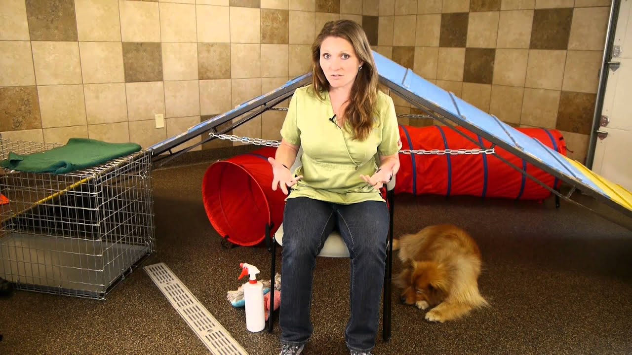 How to Get Dogs to Stop Chewing Shoelaces : Dog Training - YouTube
