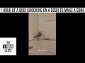 1 hour of a bird knocking on a door to make a song