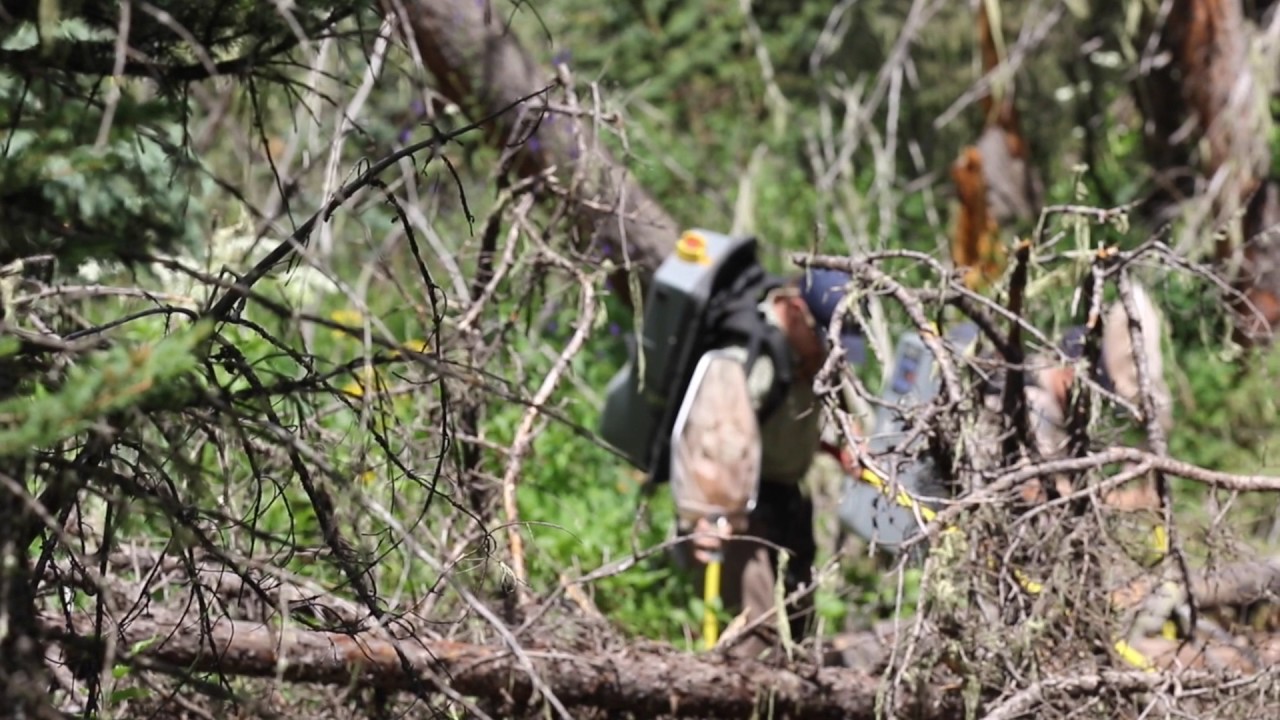 Return of the native Colorado River cutthroat trout