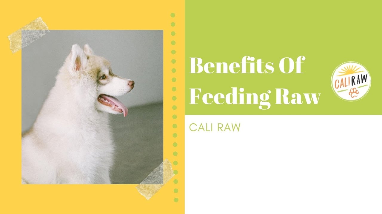 partial raw diet dogs