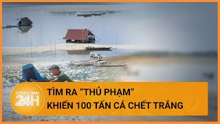 Công an tìm ra “thủ phạm” khiến 100 tấn cá chết trắng trên hồ ở Đồng Nai| Toàn cảnh 24h