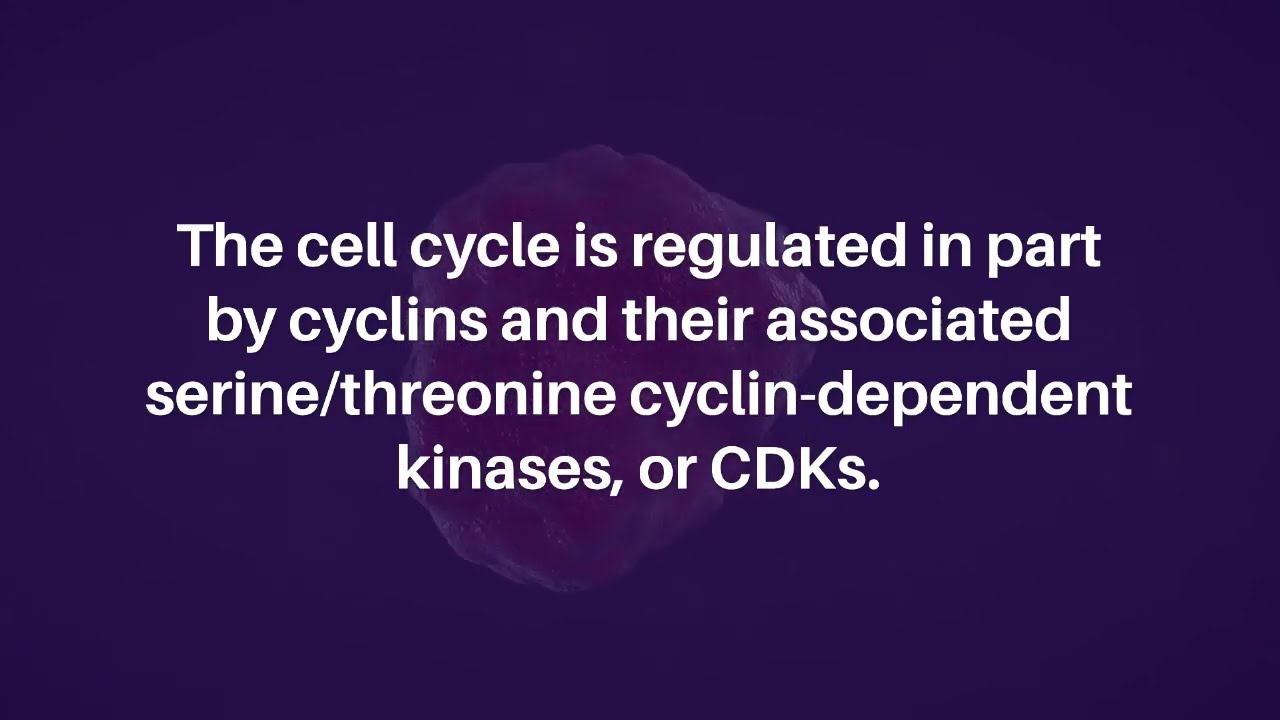 Cdk4: A Master Regulator Of The Cell Cycle And Its Role In Cancer – FRGIY