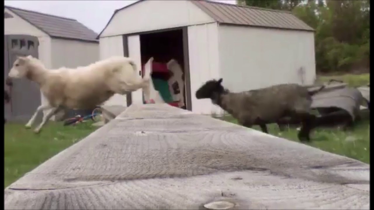 Sheep does the hurdle jump YouTube