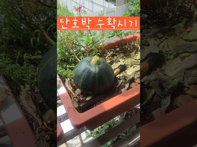 단호박 수확시기  #소소한행복 #베란다텃밭 #단호박수확시기