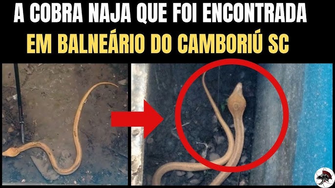 Vídeo. Cobra Naja que picou universitário é encontrada perto de shopping