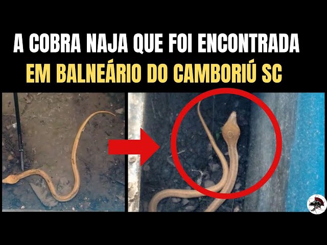 Cobra semelhante à naja é encontrada em Balneário Camboriú - NSC Total