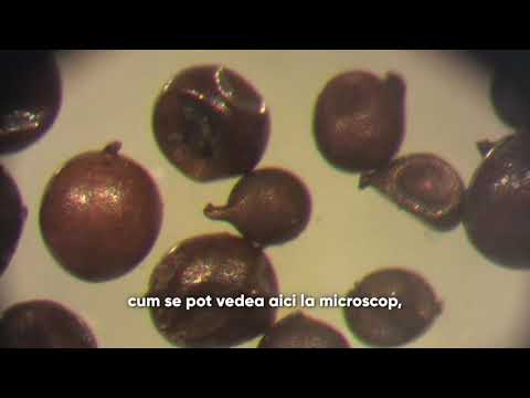 Video: Scoops - Dăunători De Cartofi