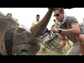Balule Rhino Dehorning