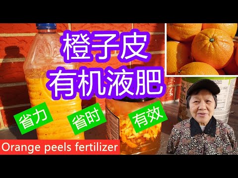 橙子皮 |橘子| 有机液肥，掌握这些制作要点，就会更省力，省时，有效 /Orange Peels Fertilizer （点CC看字幕）（English Subtitles)