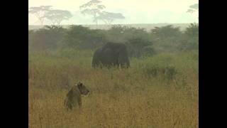 Wildlife: Löwen jagen Zebrafohlen