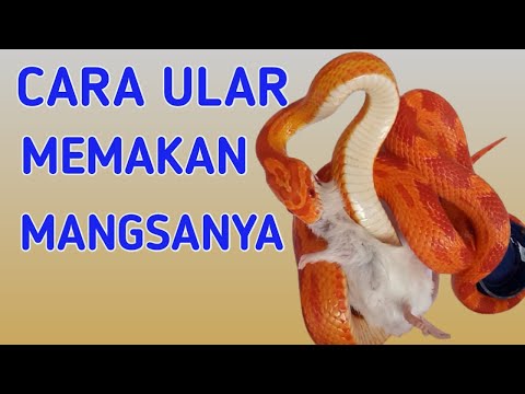 Video: Apa Yang Dimakan Ular Jagung & Cara Merawatnya