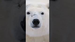 Wild Polar Bear Safari in Churchill, Manitoba, Canada #shorts