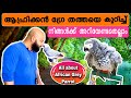 Detailed Video about African Grey Malayalam / All about African Grey Malayalam / African grey review