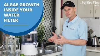 What to Do if Algae Grows Inside Your Water Filter