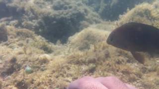 Peixe Raro 2016