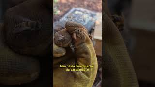 Olha o tamanho desses favos #abelhas #apicultura #resgate #apiario #rainha #enxame #bee #viral #fyp