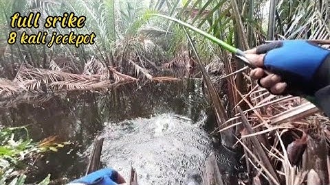 ini yang akan terjadi, kalau kamu mancing di dalam hutan nipah yang..extrim...